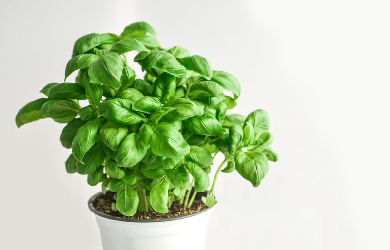 Plant and Grow Your Own Basil