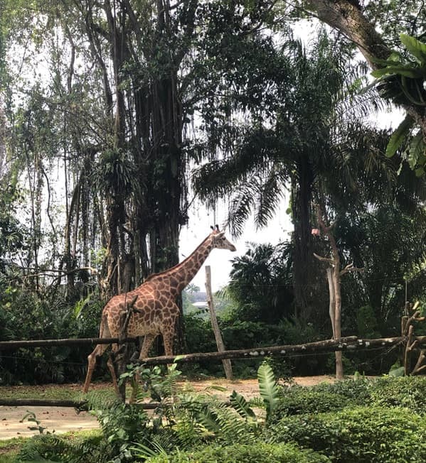 Singapore Zoo: A Wildlife Adventure